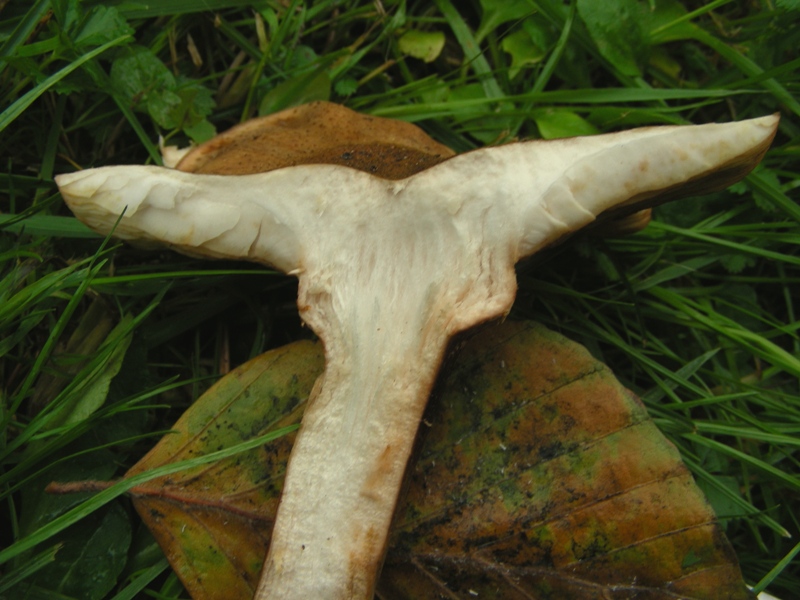 Strana Armillaria